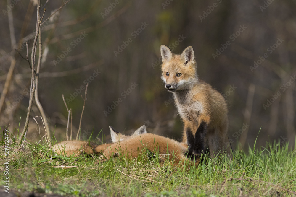 red fox kits in spring