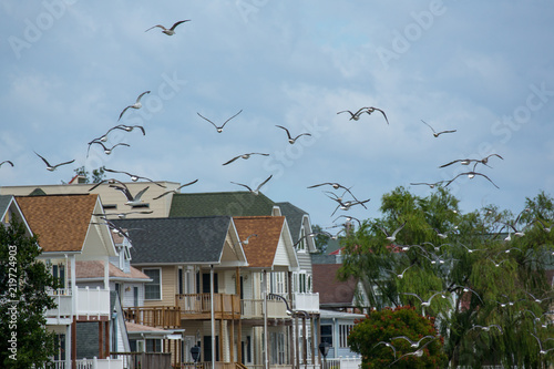a flock of seagulls flying over roof tops at North Beach Maryland along the Chesapeake Bay in Calvert County Southern Maryland USA