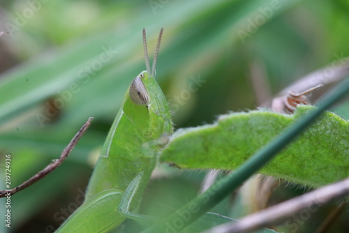 Portrait of small grasshopper on grass leaf in grass field