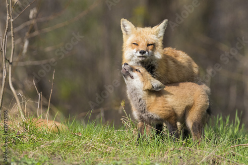 Female red fox with kits © Mircea Costina