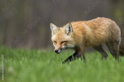 Female red fox hunting in spring © Mircea Costina