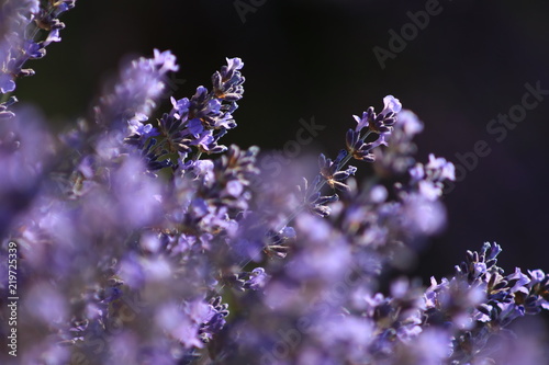 Close-up of growing violet lavender in French Provence 