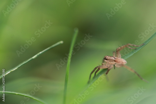 Close up tiny grey spider on grass leaf in grass field