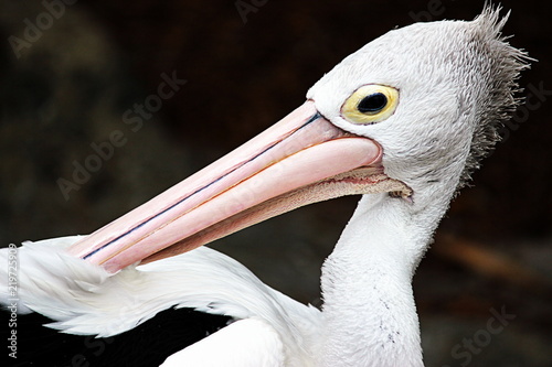 Canvas Print Close up of a Pelican