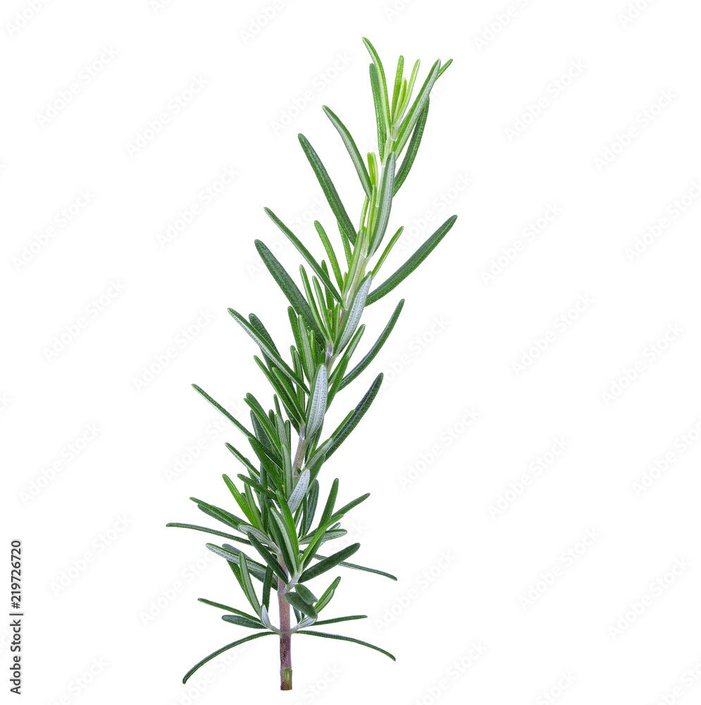 Rosemary isolated on a white background