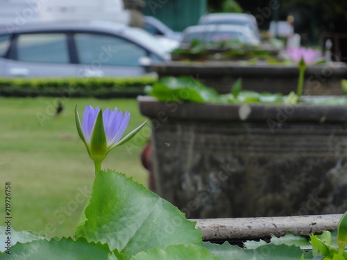 Thai006