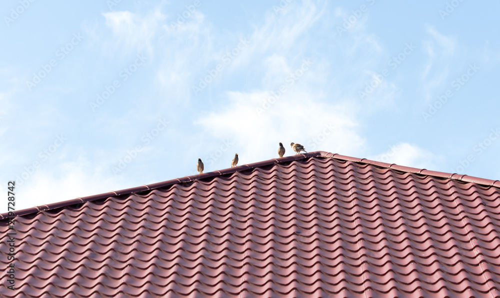 Four sparrows rest on a metal roof. Picture taken in bright clear sunny day Four sparrows rest on a metal roof. Picture taken in bright clear sunny day