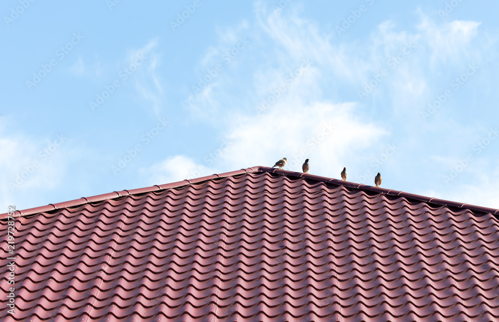 Four sparrows rest on a metal roof. Picture taken in bright clear sunny day Four sparrows rest on a metal roof. Picture taken in bright clear sunny day