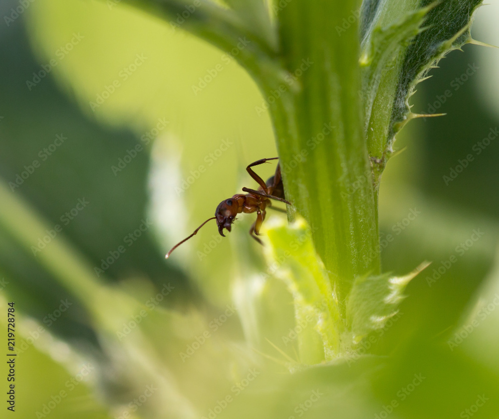 dark yellow ant on grass macro dark yellow ant on grass macro