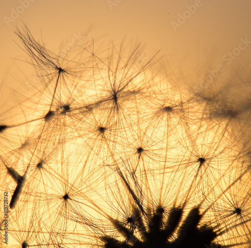 Dandelion silhouette against sunset with seeds