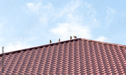 Four sparrows rest on a metal roof. Picture taken in bright clear sunny day