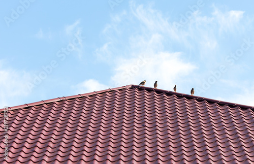 Four sparrows rest on a metal roof. Picture taken in bright clear sunny day