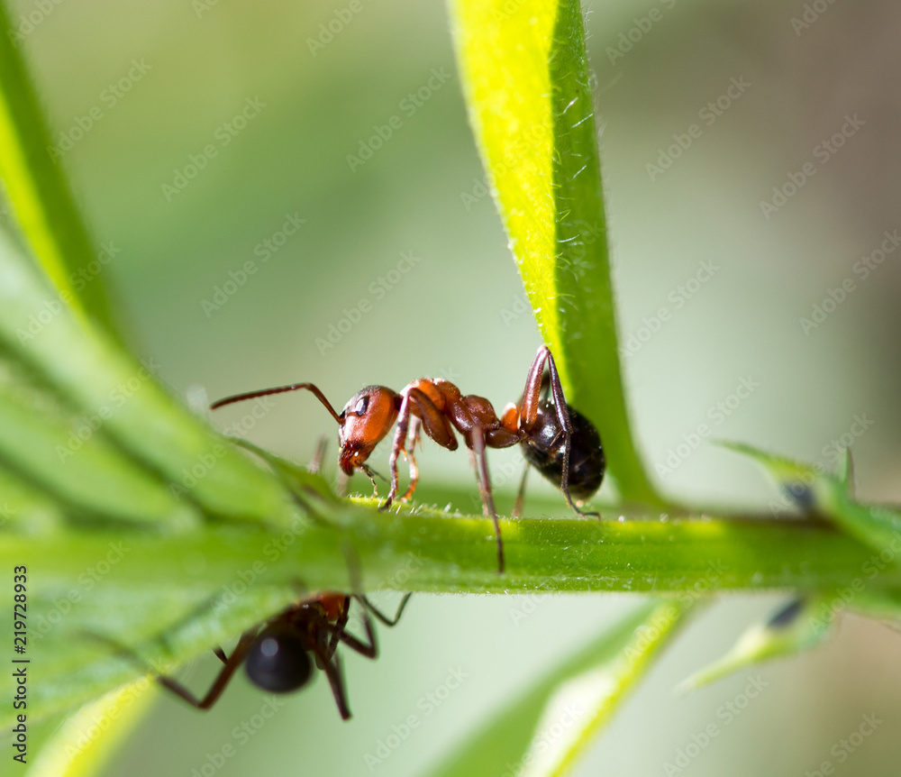 dark yellow ant on grass macro dark yellow ant on grass macro