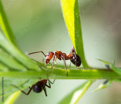 dark yellow ant on grass macro © donikz