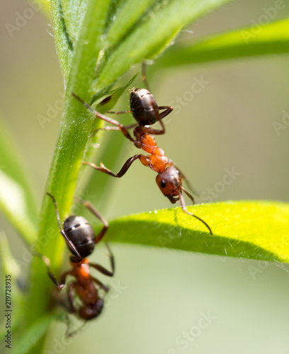 dark yellow ant on grass macro