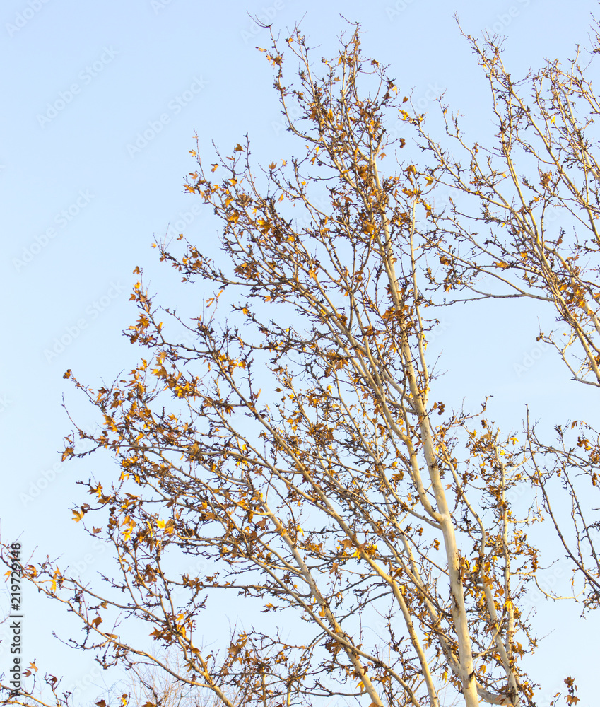 maple tree on the sky background maple tree on the sky background