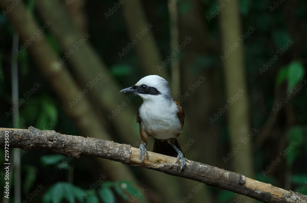 White-crested laughing thrush (Garrulax leucolophus) White-crested laughing thrush (Garrulax leucolophus)