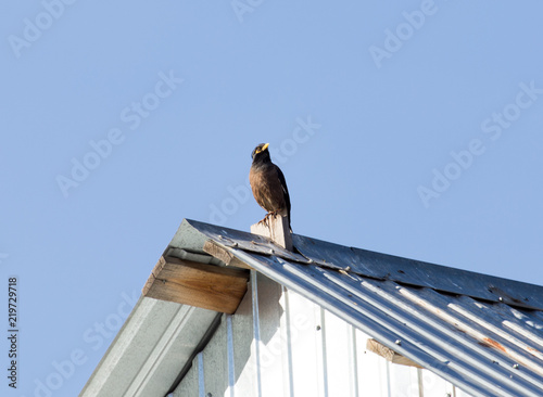a bird of raven on the roof