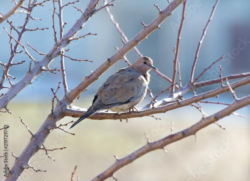 one bird pigeon sitting on a tree