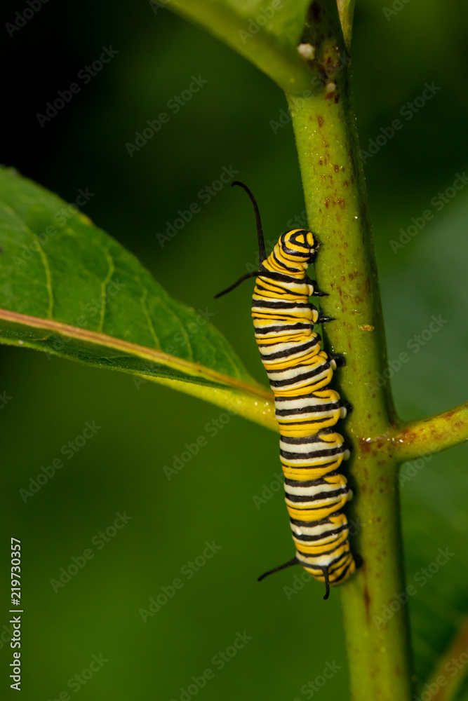 Monarch butterfly caterpillar on a milkweed stem - Danaus plexippus