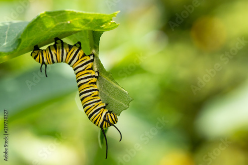 Photo Monarch butterfly caterpillar eating milkweed - Danaus plexippus