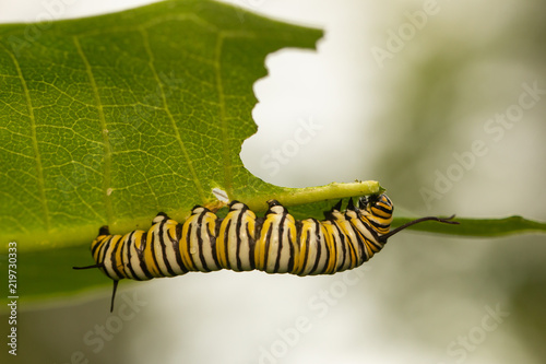 Monarch butterfly caterpillar eating milkweed leaf - Danaus plexippus photo