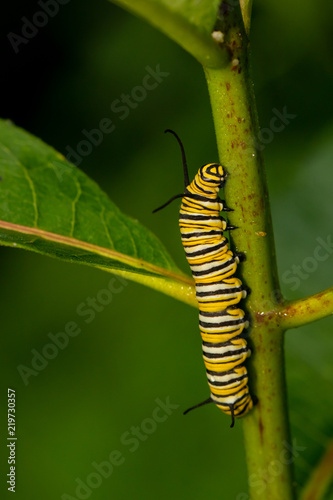 Monarch butterfly caterpillar on a milkweed stem - Danaus plexippus © Hamilton
