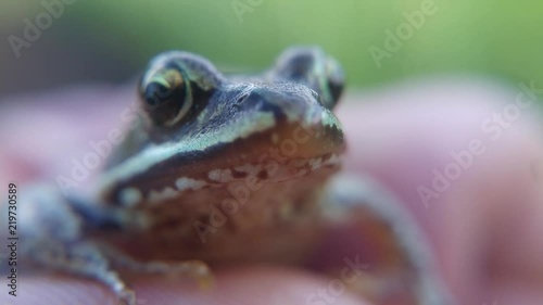 Very small frog closeup