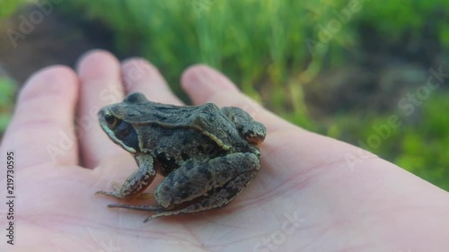 Little frog on hand