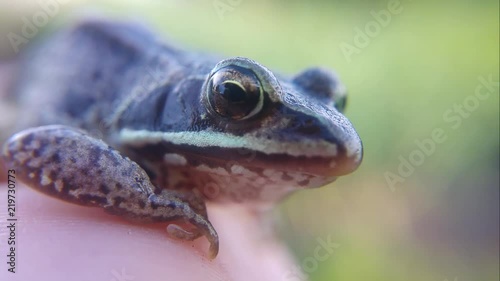 Head of a small frog close-up