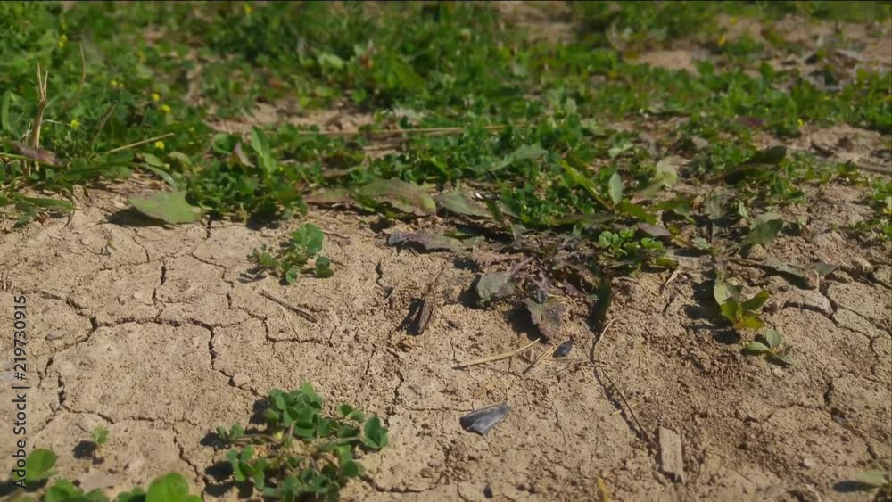 A small brown grasshopper masks on the ground A small brown grasshopper masks on the ground