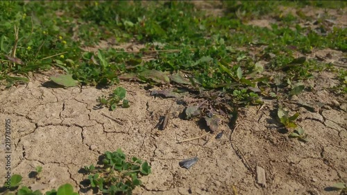 A small brown grasshopper masks on the ground