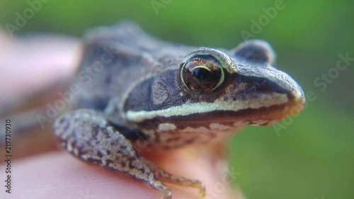 The small frog is very close-up