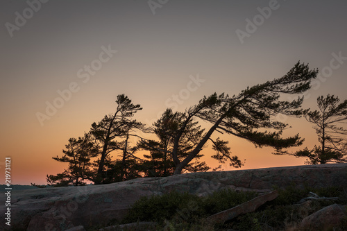 Silhouette of Wind Swept Pines