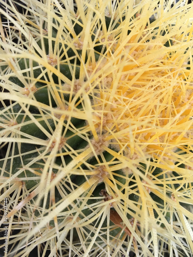 macro view of a prickly cactus