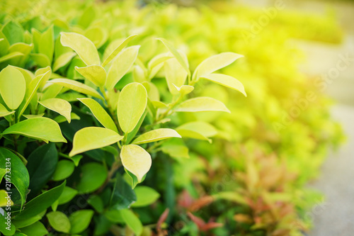 Green leaf in nature view with copy space.