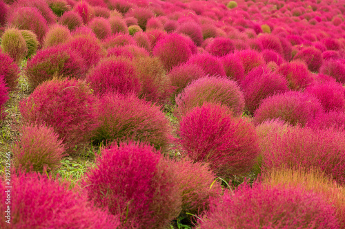 Red Bassia scoparia field photo