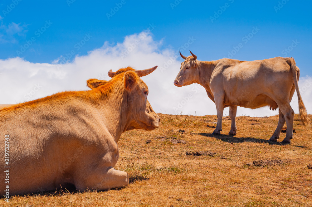 Grazing cows in the Madeira Mountains. Madeira. Portugal Grazing cows in the Madeira Mountains. Madeira. Portugal