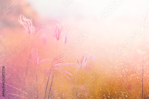 nature grass flower field in spring background with sunlight in soft romance tone