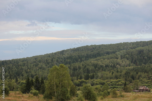 taiga forest