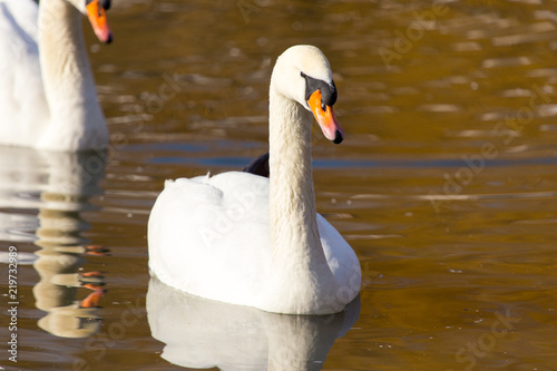 Fototapeta Naklejka Na Ścianę i Meble -  white swan on the water