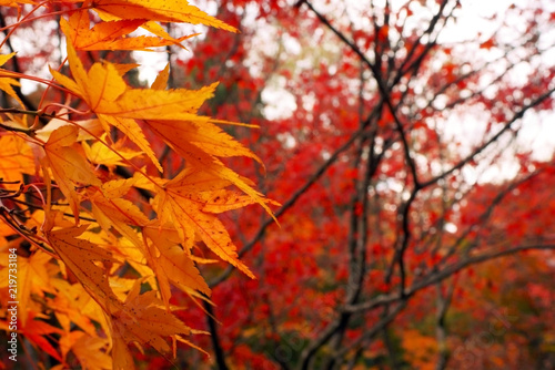 紅葉、秋の紅葉