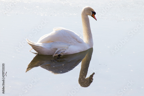 Fototapeta Naklejka Na Ścianę i Meble -  white swan on the water
