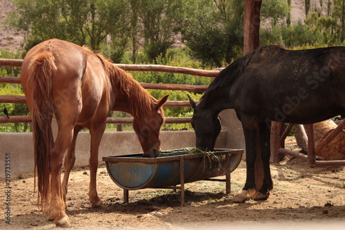 Feeding horses