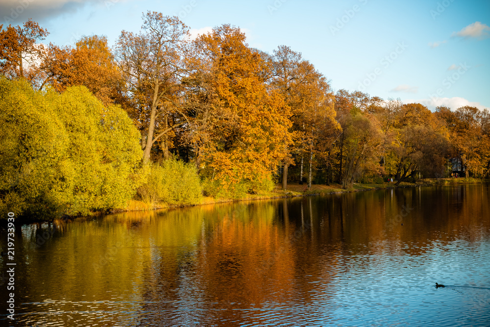 Autumn trees near the lake in cloudy, sunny weather,autumn pictorial landscape, Many autumn trees at nature park in Saint Petersburg, Russia.Fall season in city park Autumn trees near the lake in cloudy, sunny weather,autumn pictorial landscape, Many autumn trees at nature park in Saint Petersburg, Russia.Fall season in city park