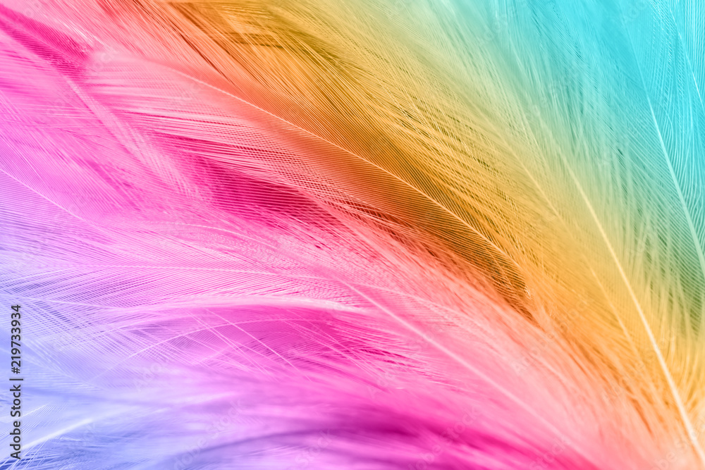 Colorful chicken feathers in soft and blur style for the background