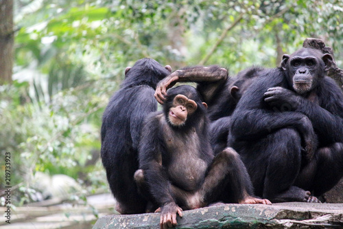 Chimpanze