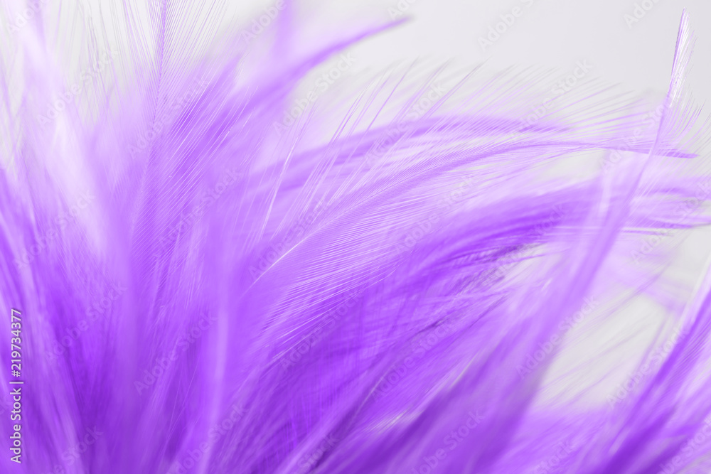 Purple chicken feathers in soft and blur style for background Purple chicken feathers in soft and blur style for background