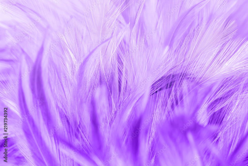 Purple chicken feathers in soft and blur style for background Purple chicken feathers in soft and blur style for background