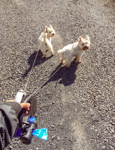 Photography Hand holding retractable leashes with two cute west highland white terrier westi